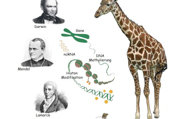 Epigenetik Fortbildung